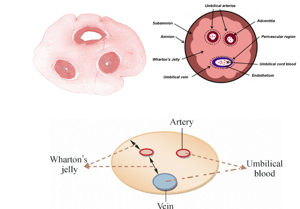 CÔNG NGHỆ SẢN XUẤT  TẾ BÀO GỐC TRUNG MÔ  TỪ MÔ DÂY RỐN NGƯỜI  (UC-SCI)